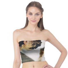 Calico Cat And White Kitty Women s Tube Tops by trendistuff