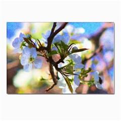Springtime Pear Tree Blossoms Postcard 4 x 6  (pkg Of 10)