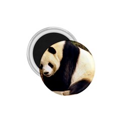 Giant Panda National Zoo 1 75  Magnet by rainbowberry