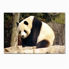 Giant Panda National Zoo Postcards 5  X 7  (pkg Of 10) by rainbowberry